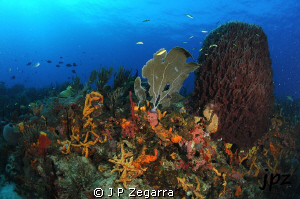 cool view of a colorfull reef... Nikon D300 Ikelite housi... by J P Zegarra 